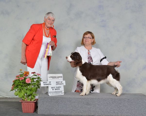Show #1 judge Joan Colbourn, best of winners, best puppy in breed
