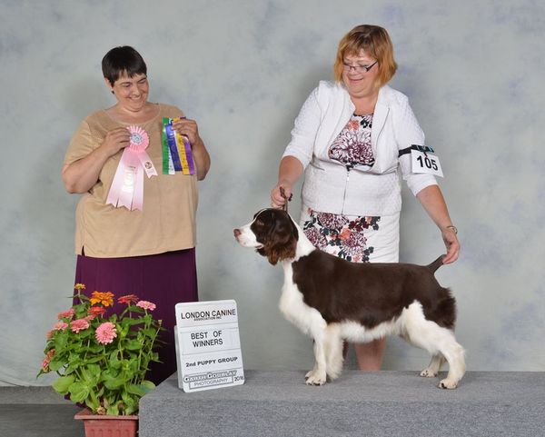 Show #2, judge Heather Brennan, best of winners, best puppy in breed, 2nd in puppy group