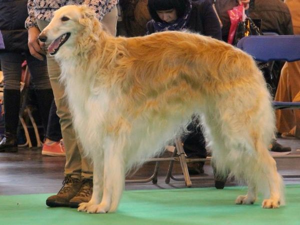 Statesman (Stanley) winning 1st in his class at Crufts 2014 thanks to judge Roger Heap.