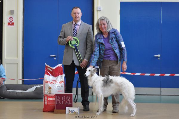 Faolan of Silkenjoy (aka The Stig 9 months) July 2016. At UKSWC Specialty Winner Show  winning at his first time in ring; Best Puppy in Show, with judge Kevin Young (Sunkap)
Later that day at Boston Winners Show he again won Best Puppy in Show and Reserve Winner's Dog. Judge Ray Morland (Triken)