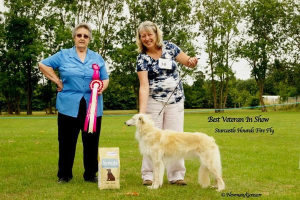 "Fira" Starcastle Hounds Fire Fly winning Best Veteran and Winner's Bitch UKSWC Specialty Kent 2014, judged by Gina Rose (Stonebar)