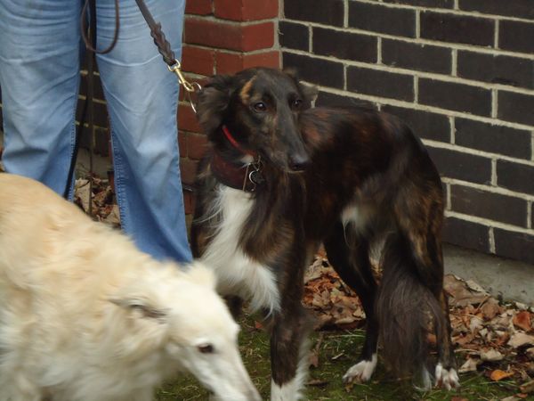 can a silken windhound live in united kingdom