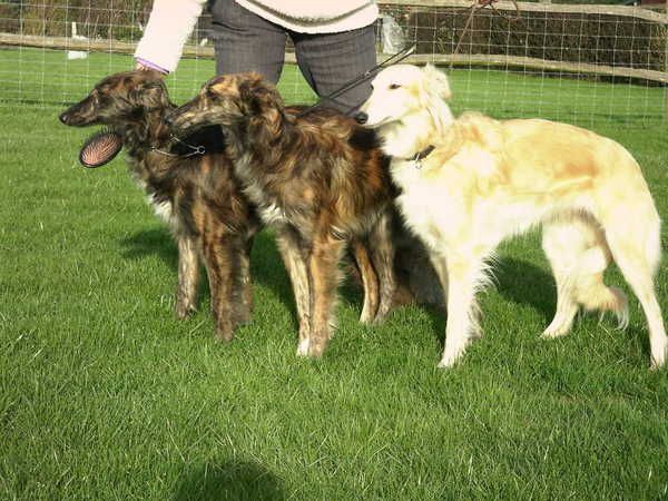 can a silken windhound live in united kingdom