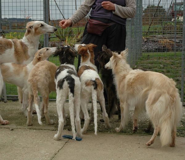 can a silken windhound live in united kingdom