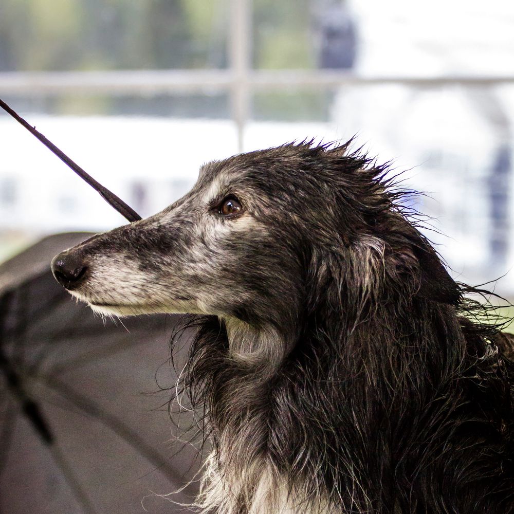 can a silken windhound live in united kingdom