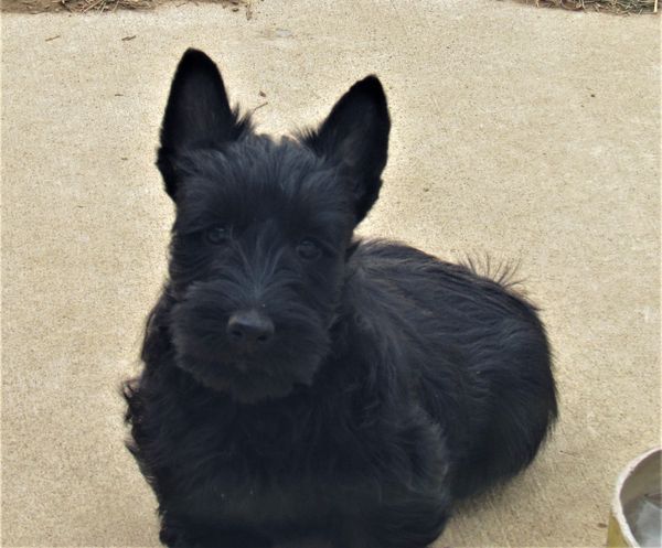 Ravenboutbout Blacks - Scottish Terrier Puppies