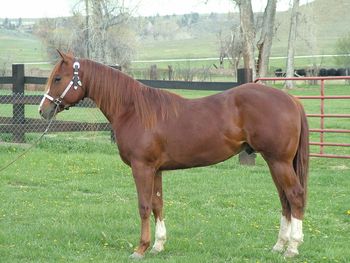 Zipanic as a long yearling was sold as a Stallion to Ward Fenton and Partner in Montana, He is a Simply A Spark son from My Boomernic Grandaughter Flash and Boom.(Rainy)He has gone on to sire beautiful offspring that perform.

