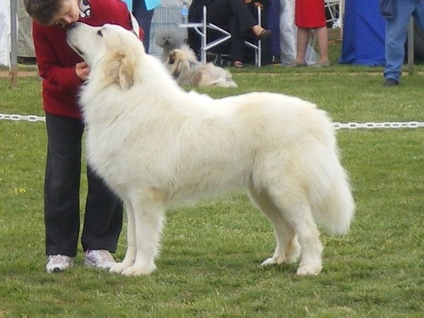 Hamish with his Breeder, Faye Cartlege of Despreaux Kennels