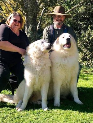 Pyrenean mountain dog store breeders