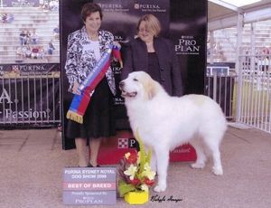 Best of Breed Sydney Royal 2009