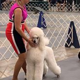 First Show Tampa Bay Poodle Club
