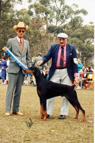 Ch Celestion Don Juan Winner of Dalwood Dog of the year 1990
