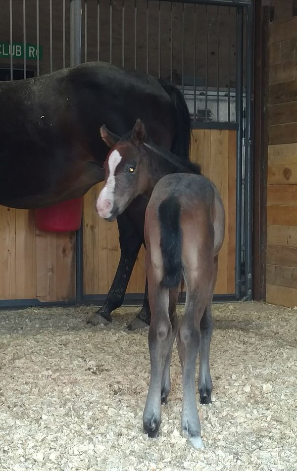 Beautiful Brown Filly born Jan 18, 2018 out of Silky Kiss by Genuine Count Down. Coco is gonna be a Cocktail of Awesome!!!