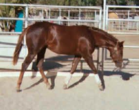 2003 Filly Triple The Assets By Potential Assets
