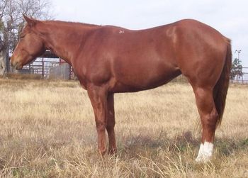 Marti 3 yr old mare 12/19/12 60 days on Total equine. They just look so mature in a short time.
