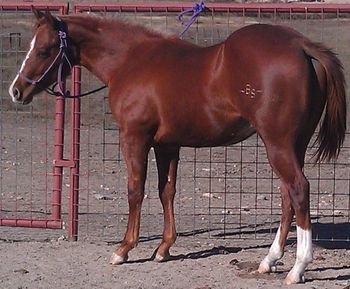 Zoom Yearling Colt after 60 days Total Equine pic taken 12/15/2012
