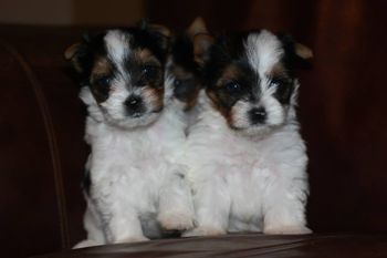 Jax and Schatzi are not only littermates but they will be raised together!
