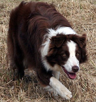 Hob nob hot sale border collies