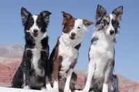 [url=./pedigrees-breeding-dogs.cfm] Breeding Dogs Pedigrees[/url]