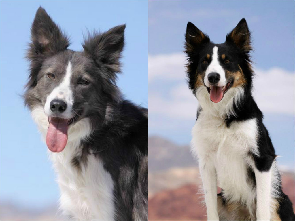 what is cea and border collies