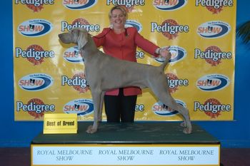 Aust Ch Bromhund High Fidelity "Cusack" 3rd Best in Group Melbourne Royal
