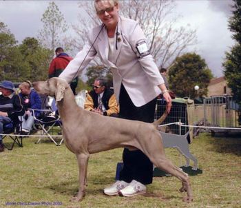 Res Dog Challenge NSW Weimaraner Club October 2003
