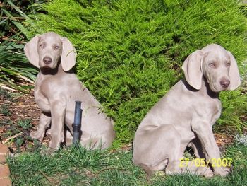 Bromhund Portia and Princeton "Stella & Mac" Owned by The Evans Family

