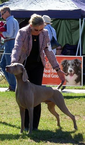 1st Open Dog NSW Wei Club Easter 2006
