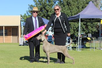 175th Champion Bromhund Bells N Whistles "Bella" Owned by Bromhund Kennels
