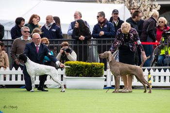 Puppy of Breed Melbourne Royal 2018
