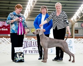 Res Dog CC & Junior in Show Wei Club of Vic 2012
