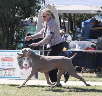 On the Move winning BEST IN SHOW NSW Wei Club Easter 2006
