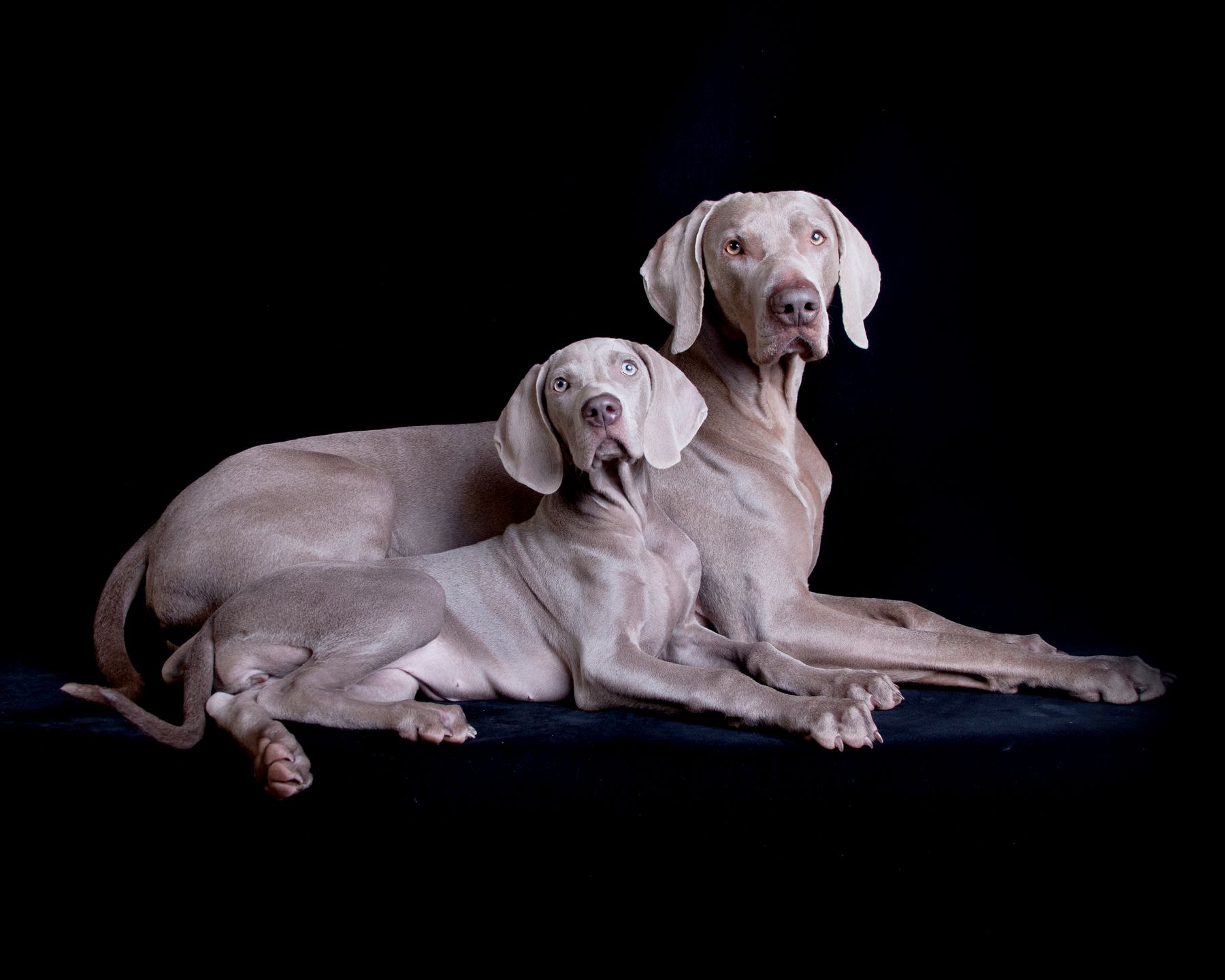 are weimaraners the breed for everyone