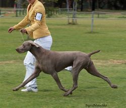 Multi BIS Aust Grand Ch Acewies Soul Sensation Challenge Dog Runner Up BOB 2005 Nationals

