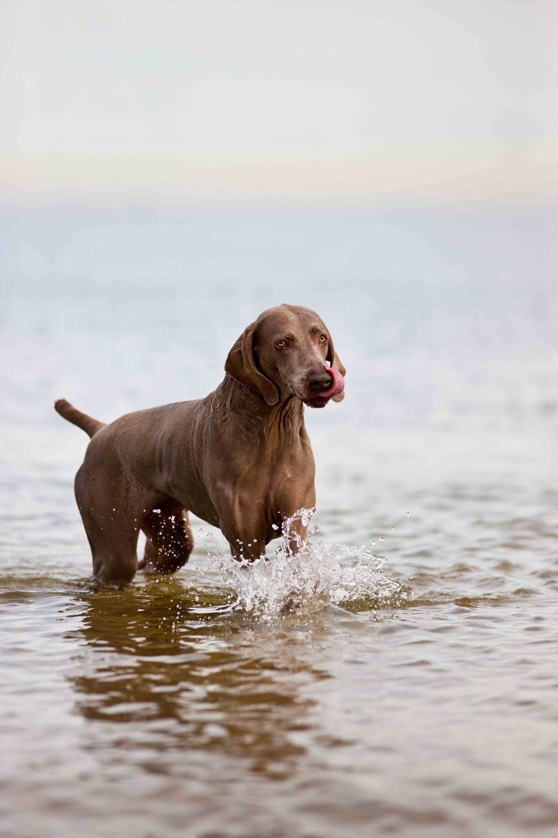 can weimaraners swim