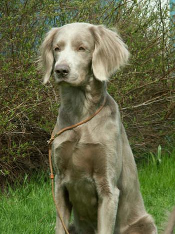 Bromhund Fortune Owned by Pasquinel´s Weimaraner
