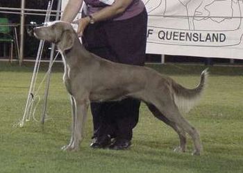 Aust Ch Smokeydees Chars Magic Owned Bromhund Kennels
