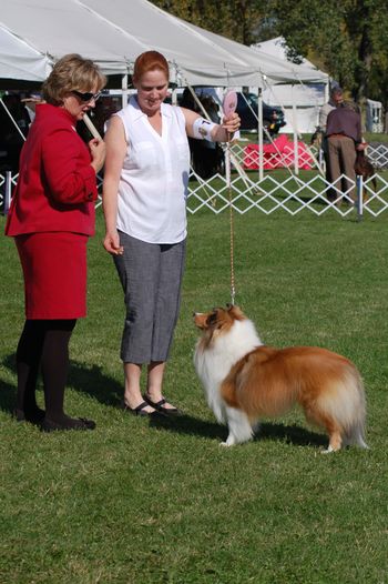 Beau ains a 4 Point Major in Wine Country, last fall to finish his Breed Championship
