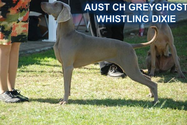 AUST CH "DIXIE" GREYGHOST WHISTLING DIXIE