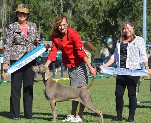 Delta... Ch  Greyghost Rock To The Top winning MINOR IN SHOW.