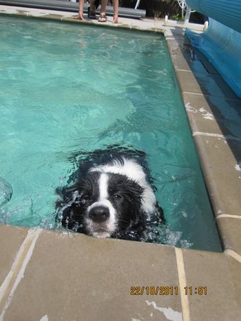 "Ian Thorpe step aside .... there is a new kid on the blocks ...."
