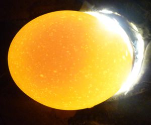 Photo of farm fresh egg with yolk and light
