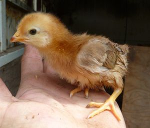 Success hatching chicken eggs - ISA brown