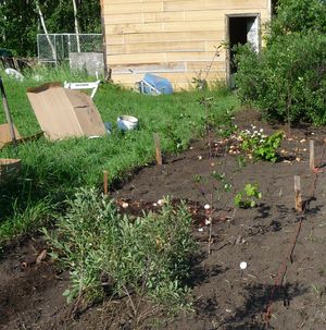 back to eden gardening with adding raw kitchen scraps