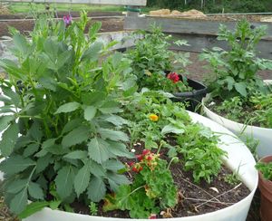 Back to eden update - how to container garden - dahlia
