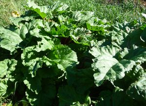 establishing an orchard - rhubarb plants