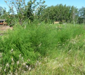 establishing an orchard - asparagus patch