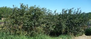 Establishing an orchard - saskatoon berry bushes