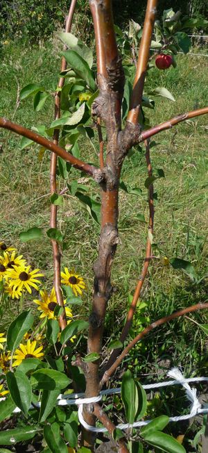 Converting an apple tree orchard - sunscald on Parkland apple