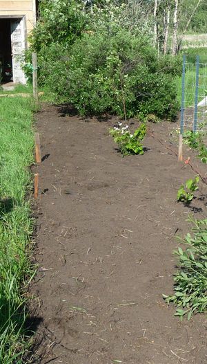 Back to Eden Gardening - worked bed and levelled